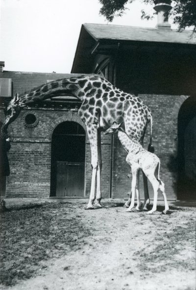 Giraffe mit 3 Tage altem Baby und Wärter im Londoner Zoo, 1914 von Frederick William Bond